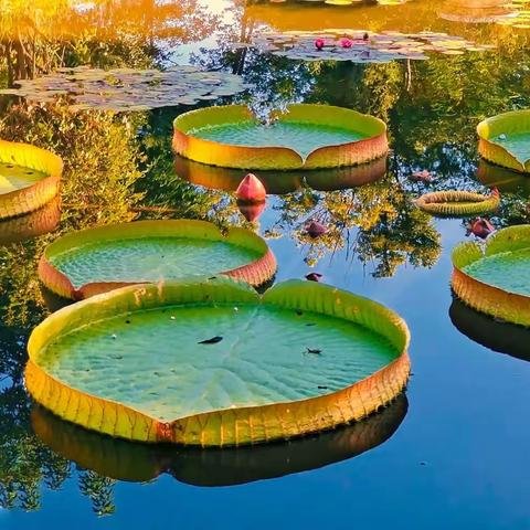 王莲【善变之花】