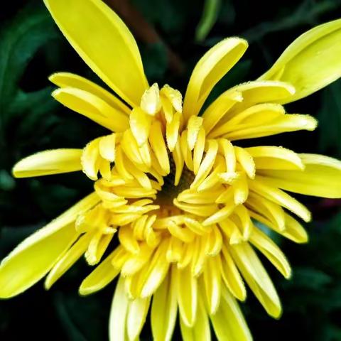 中山公园菊展游记