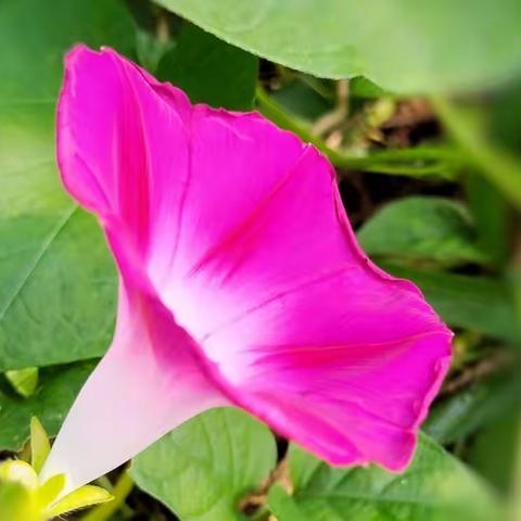 牵牛花一手机拍摄