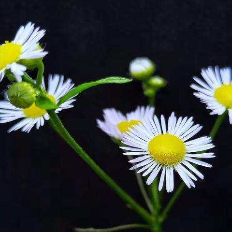 一年蓬花一微距拍摄