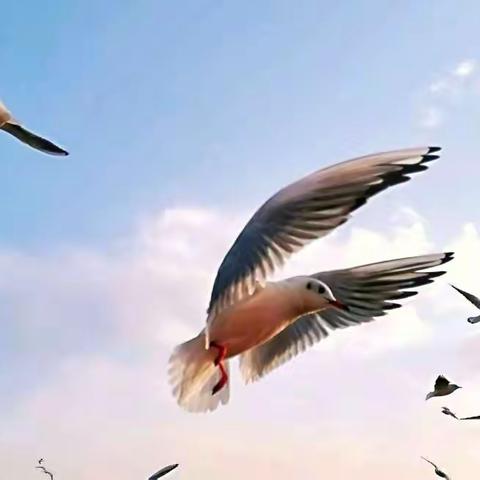 栈桥.海鸥在飞翔