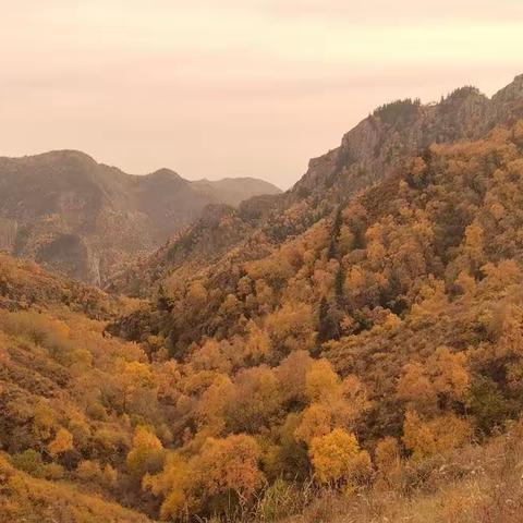 10月15号（周日）九峰山桦林沟赏秋景，观彩林摄影一日休闲游。