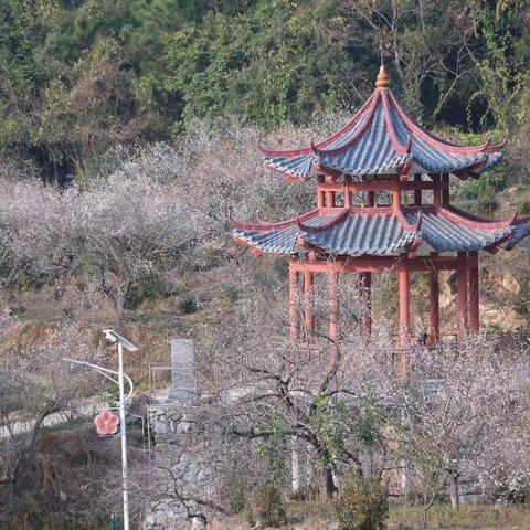 20210117陆河赏梅