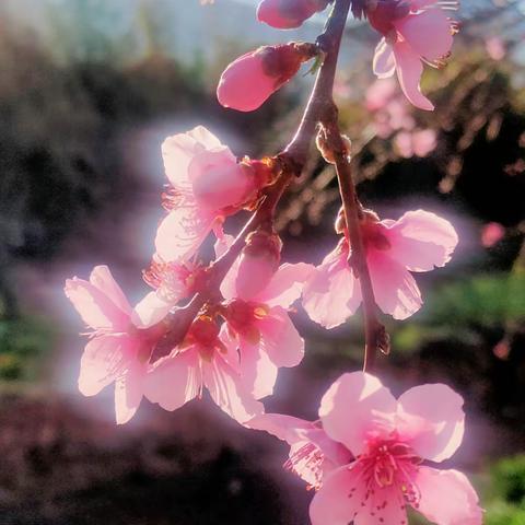 阳光普照，春暖花开，鸟语花香