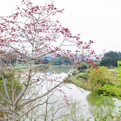 快乐前行，采撷别样收获——南宁市武鸣区标营新区小学“停课不停学”在践行