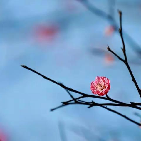 停课不停“研”，静待花开时