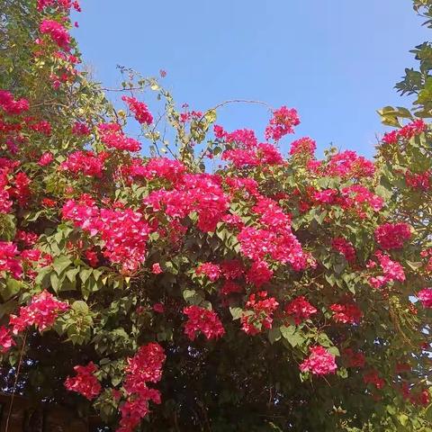 教学设计辟幽径，课堂研究指迷津 ——江门市中小学教研员珠海培训27日活动掠记