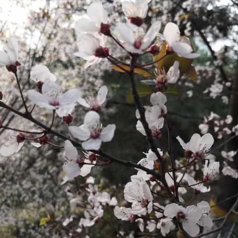 一起相约樱花雨