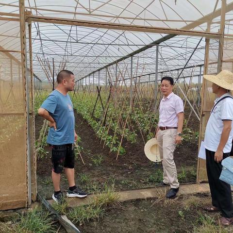 海口市农业技术推广中心前往美兰区开展蔬菜大棚生产情况调查工作