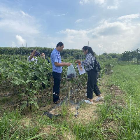 为确保“两节”期间农产品质量安全，澄迈县农技中心检测站开展抽检工作