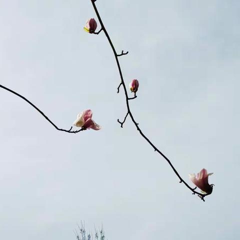 闻喜，涑水公园，玉兰花。 小手机，我爱你，天天拍照不分离！