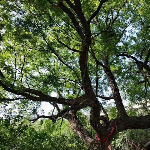 老家的大槐樹。