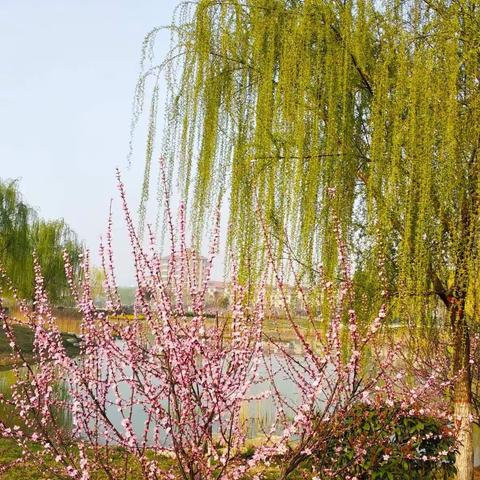 等闲才知东风起，桃红柳绿总是春。——昨日清晨，涑水河公园溜达，越来感觉我的小手机越亲切，满眼桃红柳绿，只是红
