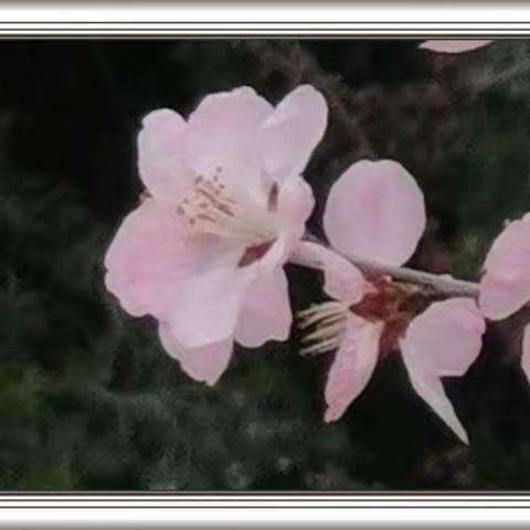 山桃花