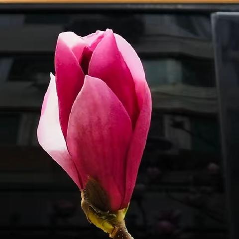 春之花三（玉兰花）