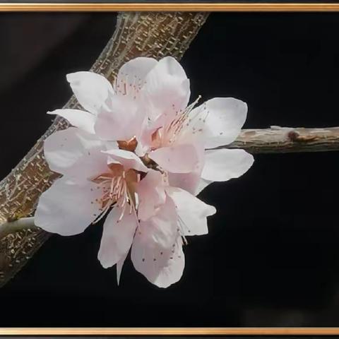 春之花（桃花二）