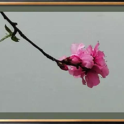 百般红紫斗芳菲