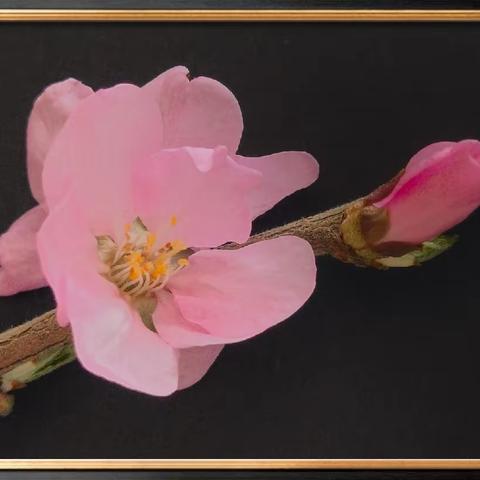 春之花二（榆叶梅）