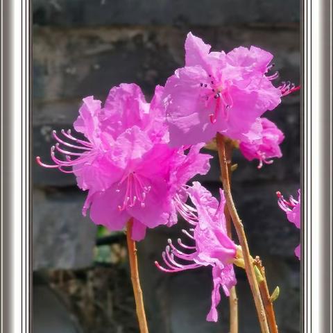 杜鹃花
