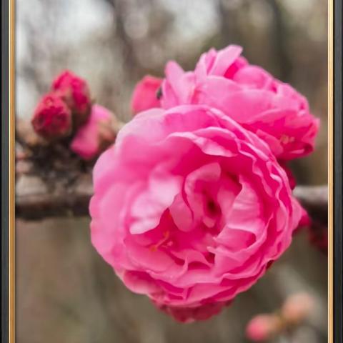 春之花四（重瓣榆叶梅）