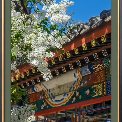 丁香花开又逢春