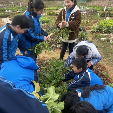 绿袄白裙叶茂深，风播种籽润甘甜——合江小学“萝卜小分队”开展劳动实践活动