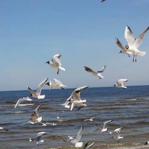 波罗地海三国+芬兰游（5）——拉脱维亚 尤尔马拉小镇