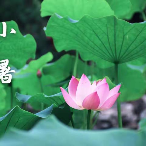 悠悠二十四节气，诗意春夏又秋冬——人民路教育集团传统文化研学之二十四节气“小暑”篇