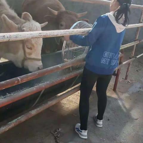 长皋乡学校六年级劳动课纪实