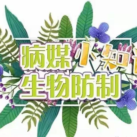 讲卫生 灭四害—— 骊山桃苑幼儿园病媒生物防制知识宣传美篇