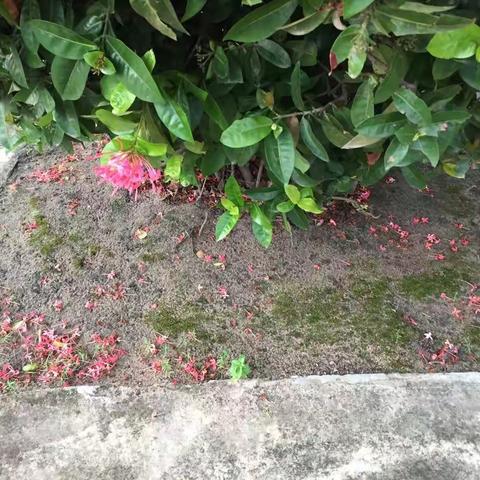 卫计系统铺前院9.27卫生整治之二十四