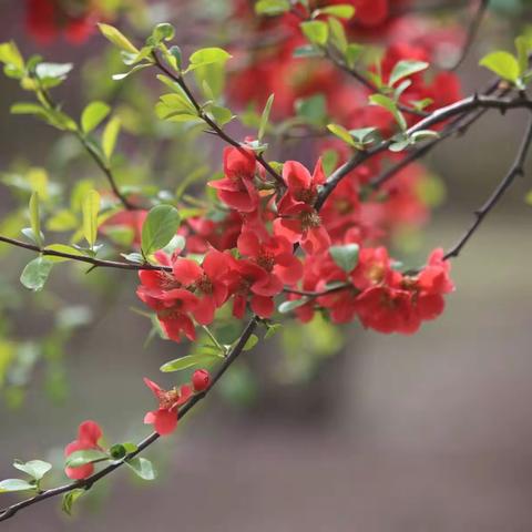 春暖花开一铁杆海棠