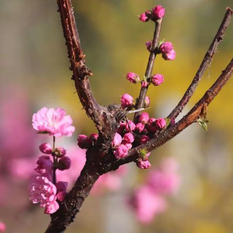 春暖花开一一榆叶梅
