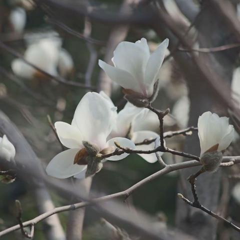 玉兰花开，春曰如许