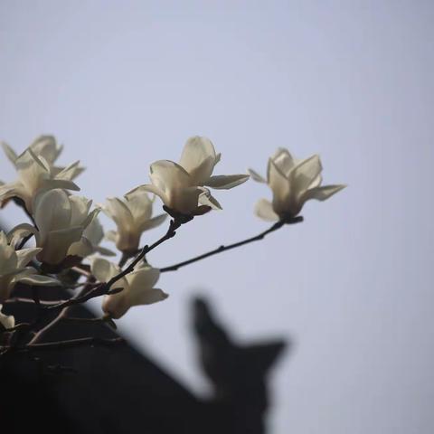 玉兰花开，春日如许