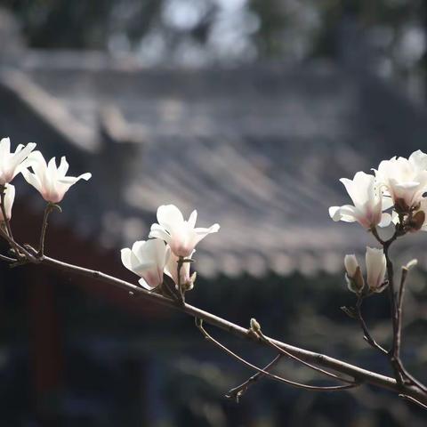 玉兰花开