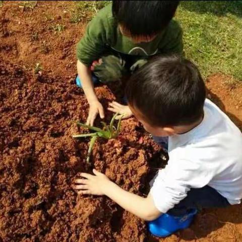 鹿鸣岛幼儿园关于各班开展种植区活动的方案