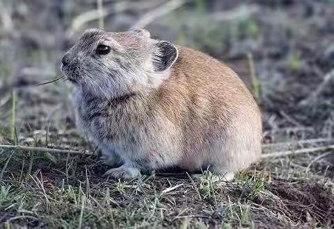 掌握鼠疫防治知识，提高自我保护意识