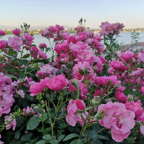 欢迎宝贝回家――小葵花幼儿园复学啦