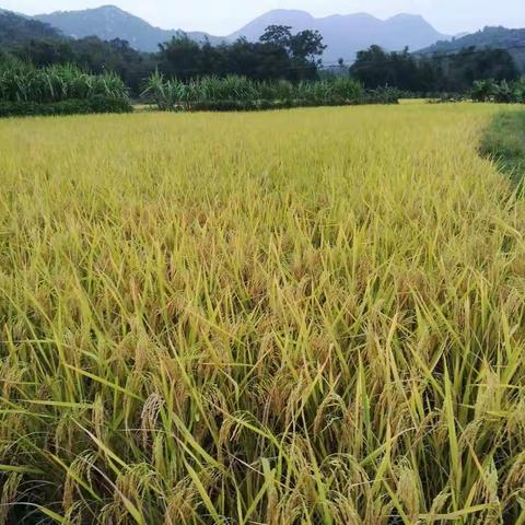 田野的记忆