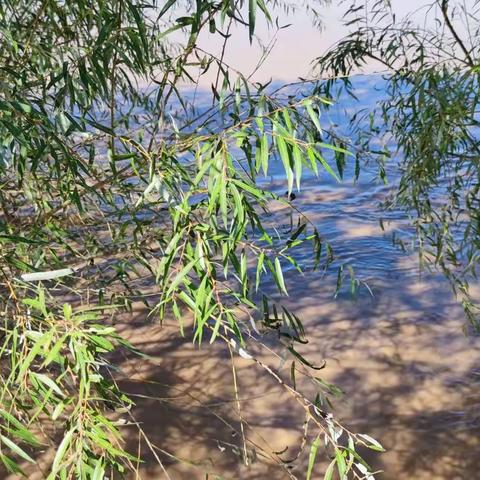 滔滔黄河水 浓浓故乡情