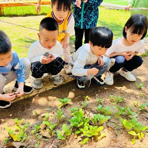 青青菜园——中三班种植角