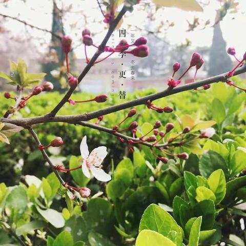 阳春布德泽，万物生光辉——北山口一中校园寻春記