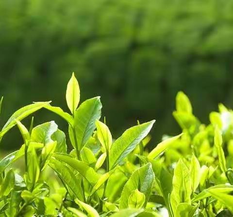 小班亲自然活动🍃《探秘茶叶》🍃