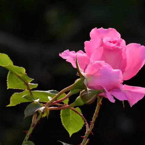 月季花摄影