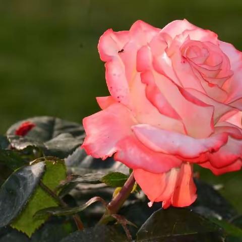 2023月季花