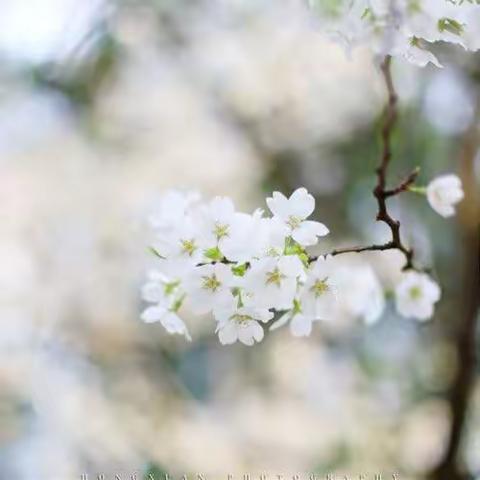 【做最好的自己，让世界因我而美丽】春暖花开，沐浴春风——全国中小学语文“深度学习·生长课堂”名师教学观摩活动