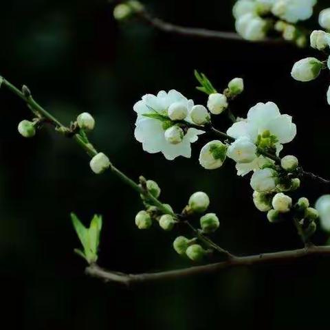 永远怀念黄秀梅老师