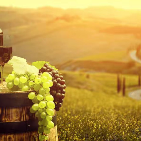 波尔多红酒的研究（一）