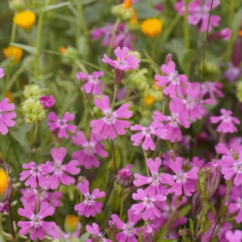 《二十歲的陽光》